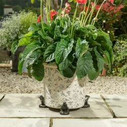 Jardinopia Plant Pot Feet Bronze Frog - Set Of 3 7 Jardinopia Plant Pot Feet Bronze Frog - Set Of 3 -Quality Garden Care Store 1177294 4