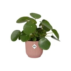 Elho Vibes Fold Round Planter 22cm Delicate Pink -Quality Garden Care Store 1230824 4